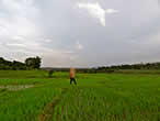 Splashing on the rice paddies