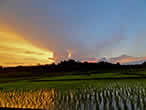 Sunset on the paddies