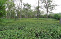 The tea gardens