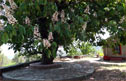 Wild chestnut tree in bloom during spring